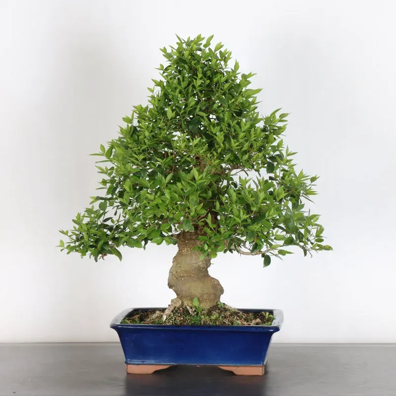 image supplémentaire - HACKBERRY "CELTIS...