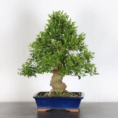 image supplémentaire - MICOCOULIER "CELTIS...