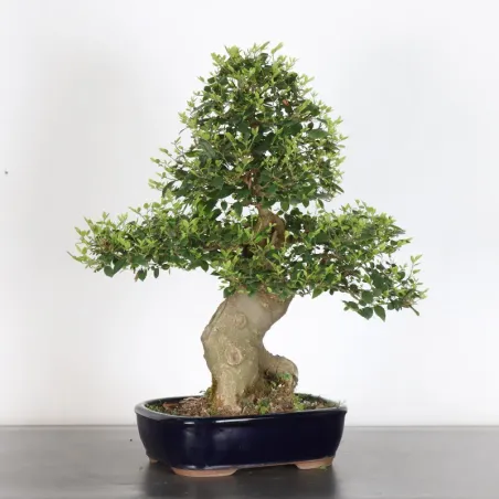 MICOCOULIER "CELTIS AUSTRALIS" 1-4 (pot fissuré)