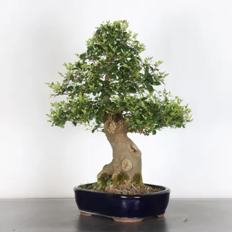 image supplémentaire - HACKBERRY "CELTIS...