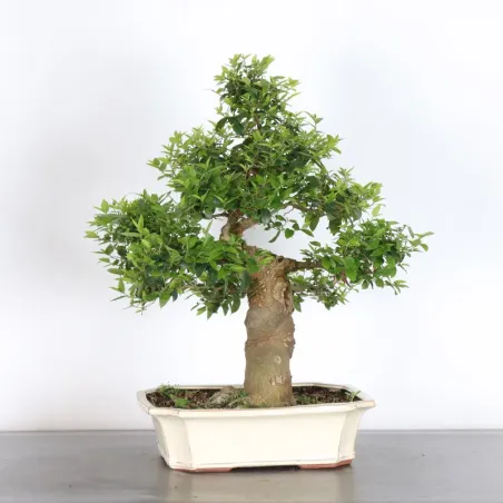 image supplémentaire - MICOCOULIER "CELTIS...
