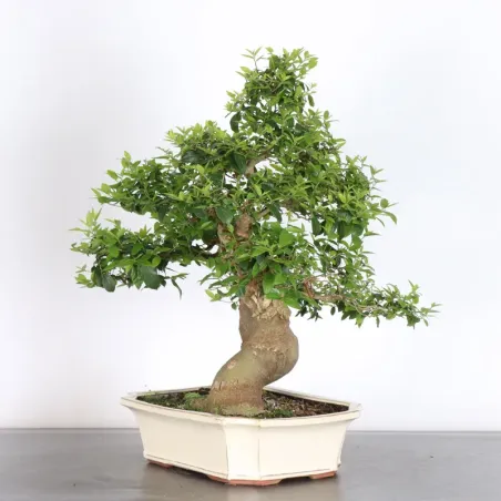 HACKBERRY "CELTIS AUSTRALIS" 1-2