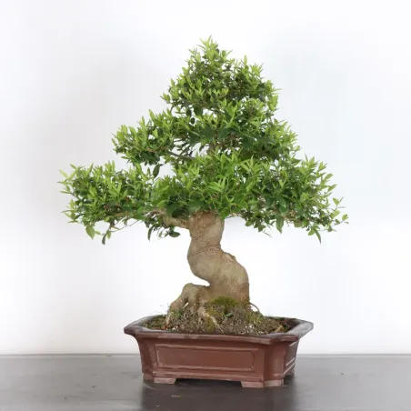 image supplémentaire - HACKBERRY "CELTIS...