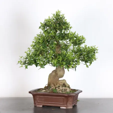 MICOCOULIER "CELTIS AUSTRALIS" 1-8