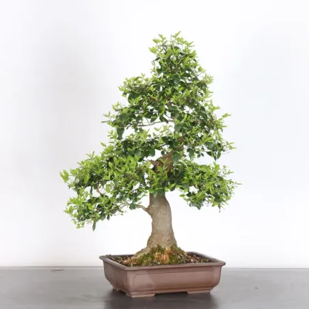 MICOCOULIER "CELTIS AUSTRALIS" 1-6