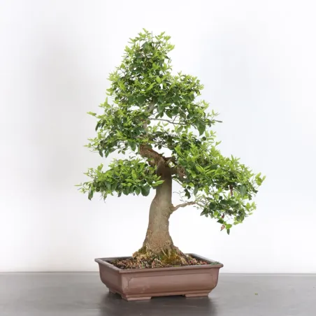image supplémentaire - MICOCOULIER "CELTIS...