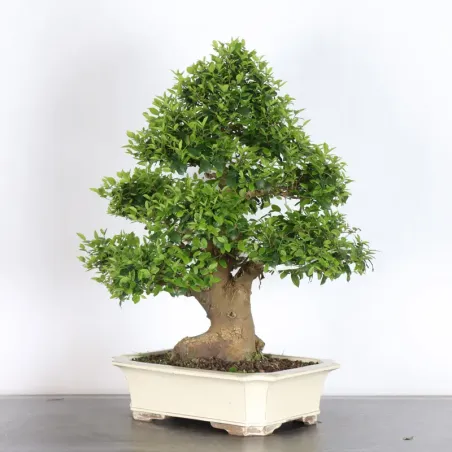 HACKBERRY "CELTIS AUSTRALIS" 1-9