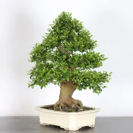 image supplémentaire - MICOCOULIER "CELTIS...