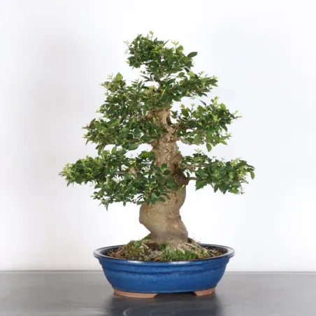 image supplémentaire - MICOCOULIER "CELTIS...