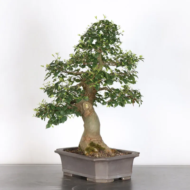 image supplémentaire - HACKBERRY "CELTIS...