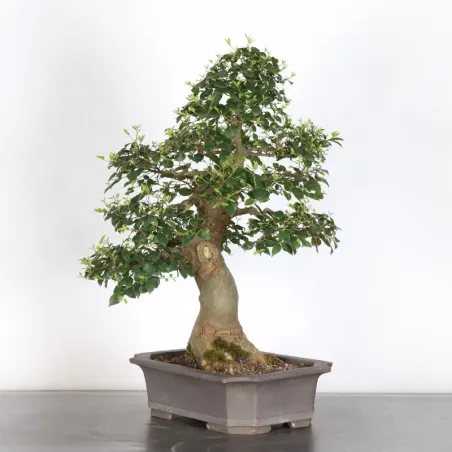 image supplémentaire - HACKBERRY "CELTIS...