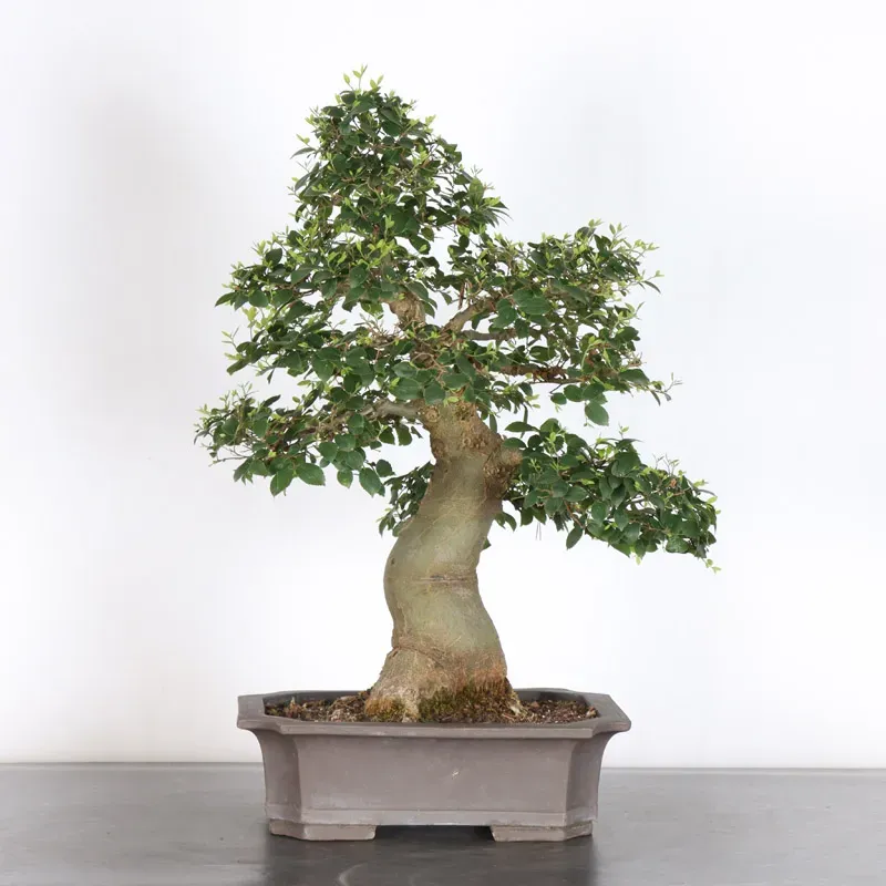 MICOCOULIER "CELTIS AUSTRALIS" 1-16