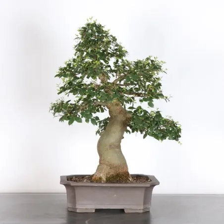 HACKBERRY "CELTIS AUSTRALIS" 1-16