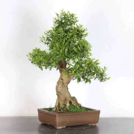 image supplémentaire - MICOCOULIER "CELTIS...