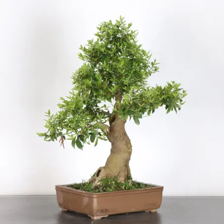 MICOCOULIER "CELTIS AUSTRALIS" 1-11