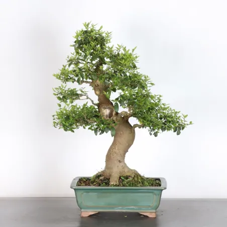 image supplémentaire - MICOCOULIER "CELTIS...
