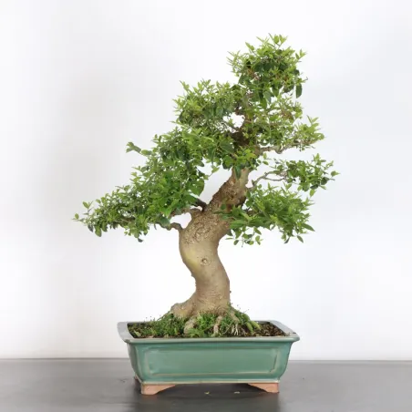 MICOCOULIER "CELTIS AUSTRALIS" 1-13 (pot fissuré)