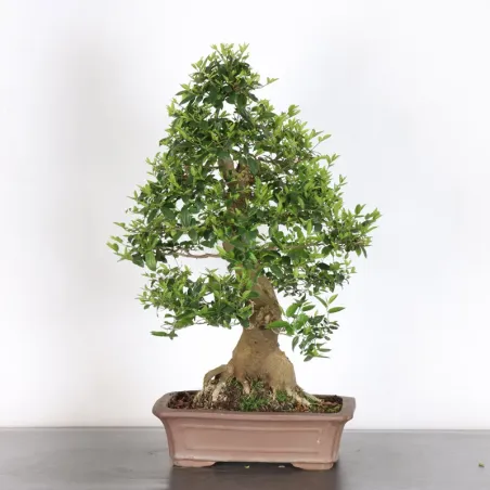 HACKBERRY "CELTIS AUSTRALIS" 1-15