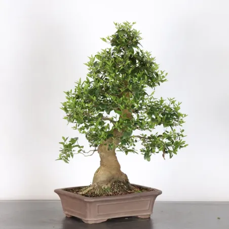 image supplémentaire - HACKBERRY "CELTIS...
