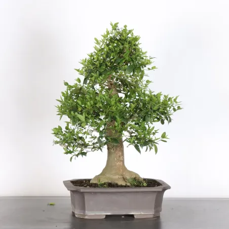 MICOCOULIER "CELTIS AUSTRALIS" 1-17