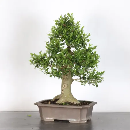 image supplémentaire - MICOCOULIER "CELTIS...