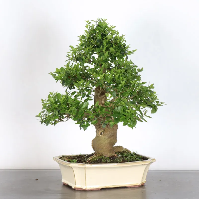 MICOCOULIER "CELTIS AUSTRALIS" 1-10