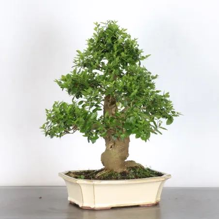 MICOCOULIER "CELTIS AUSTRALIS" 1-10