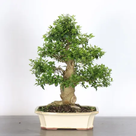 image supplémentaire - MICOCOULIER "CELTIS...