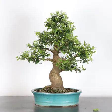 HACKBERRY "CELTIS AUSTRALIS" 1-20