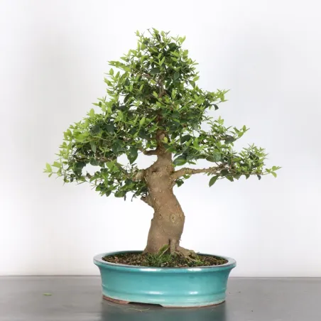 image supplémentaire - HACKBERRY "CELTIS...