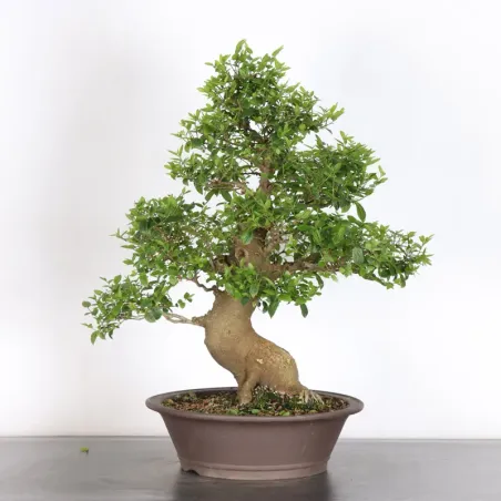 image supplémentaire - HACKBERRY "CELTIS...