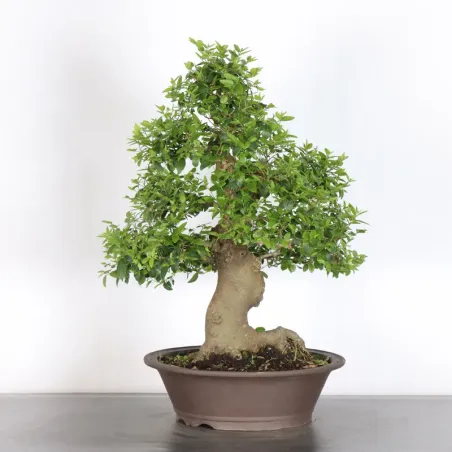 image supplémentaire - MICOCOULIER "CELTIS...