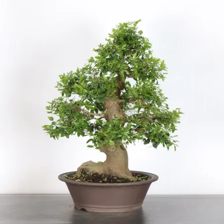 HACKBERRY "CELTIS AUSTRALIS" 2-3