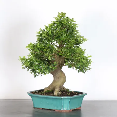 image supplémentaire - MICOCOULIER "CELTIS...