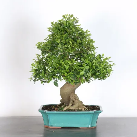 MICOCOULIER "CELTIS AUSTRALIS" 1-19