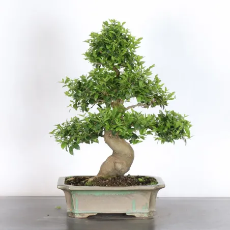 MICOCOULIER "CELTIS AUSTRALIS" 1-18