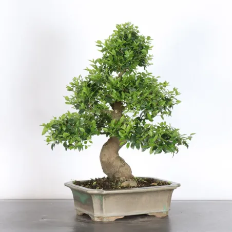 image supplémentaire - MICOCOULIER "CELTIS...