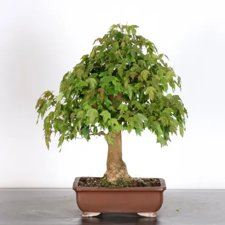 image supplémentaire - Érable "ACER BUERGERIANUM"...