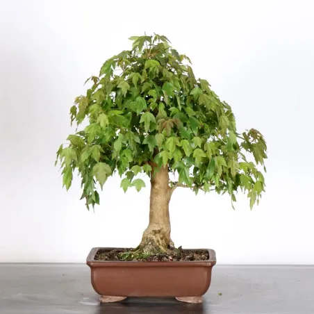 Érable "ACER BUERGERIANUM" 1-27