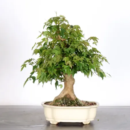 Bonsai Erable Burger AB-1-16