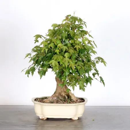 image supplémentaire - Maple "ACER BUERGERIANUM" 1-16