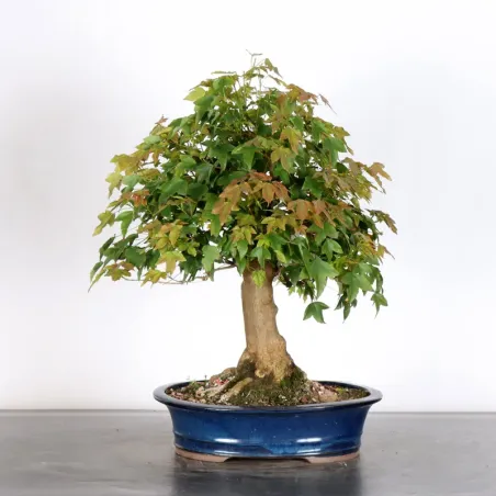 Maple "ACER BUERGERIANUM" 1-24