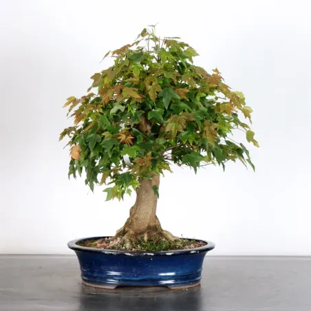 image supplémentaire - Maple "ACER BUERGERIANUM" 1-24