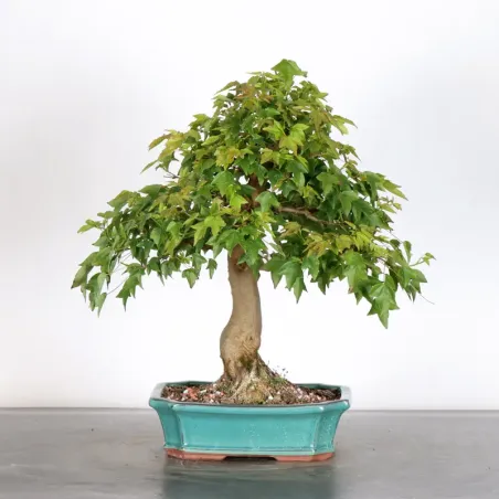 Maple "ACER BUERGERIANUM" 1-22