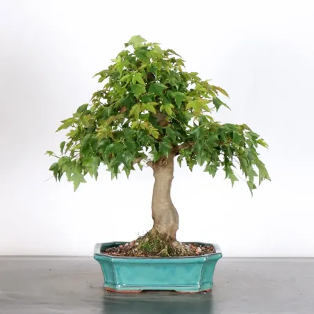 image supplémentaire - Érable "ACER BUERGERIANUM"...