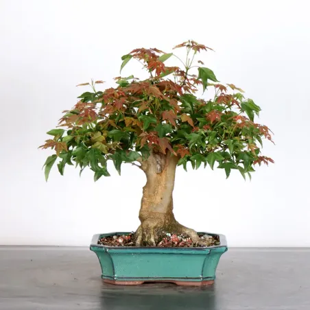 Bonsai Erable Burger AB-1-13