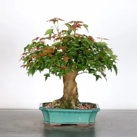 image supplémentaire - Érable "ACER BUERGERIANUM"...