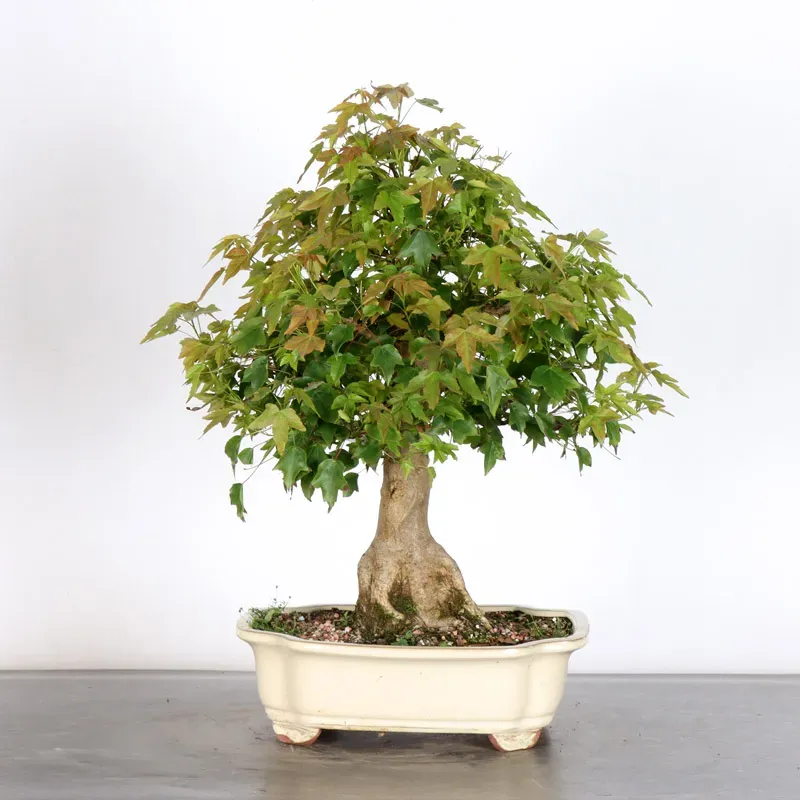 image supplémentaire - Maple "ACER BUERGERIANUM" 1-25