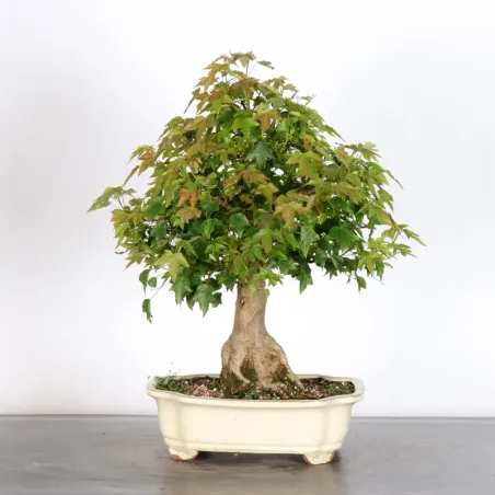 image supplémentaire - Érable "ACER BUERGERIANUM"...