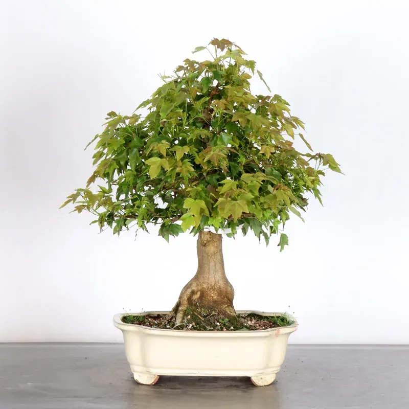 Érable "ACER BUERGERIANUM" 1-25